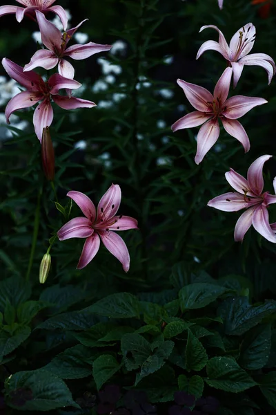 Pink Bright Tiger Lilies Juicy Sharp Floral Background Summer Soft — Stock Photo, Image