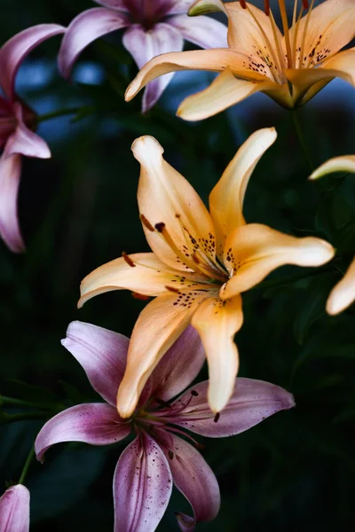 Bright Contact Yellow Tiger Lilies Black Background Natural Background Soft — 스톡 사진