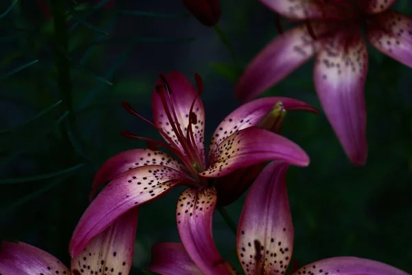 Rosa Leuchtende Tigerlilien Saftiger Und Scharfer Blumiger Hintergrund Weicher Fokus — Stockfoto