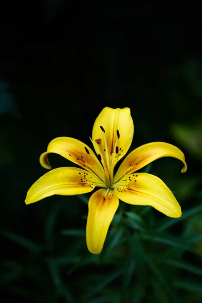 Bright Contact Yellow Tiger Lilies Black Background Natural Background Soft — ストック写真