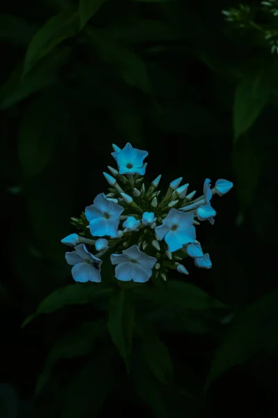 Bleuets Dans Une Clairière Soir Mise Point Douce Fond Floral — Photo