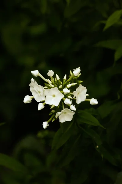 Λευκά Καλοκαιρινά Λουλούδια Σκούρο Φόντο Λαχανικών Απαλή Εστίαση Και Ένα — Φωτογραφία Αρχείου