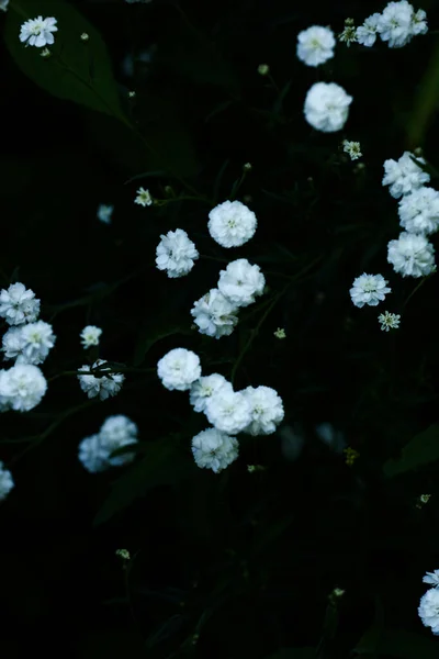 Cornflowers Ένα Ξέφωτο Βράδυ Απαλή Εστίαση Floral Floral Φόντο Και — Φωτογραφία Αρχείου