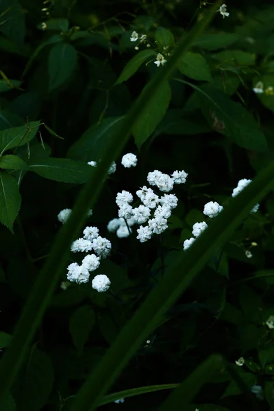 Белые Летние Цветы Темном Светлом Фоне Мягкий Фокус Место Текста — стоковое фото