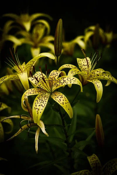 Bright Contact Yellow Tiger Lilies Black Background Natural Background Soft — ストック写真