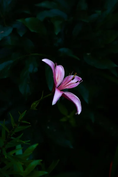 ピンクの明るい虎のユリ ジューシーで鋭い花の背景 夏のソフトフォーカス — ストック写真