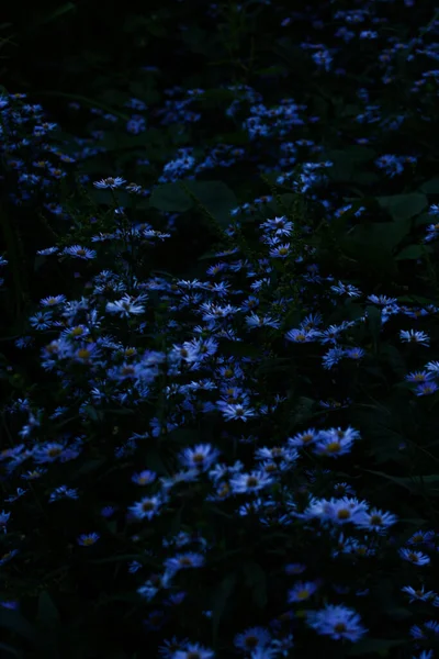 Cornflowers Ένα Ξέφωτο Βράδυ Απαλή Εστίαση Floral Floral Φόντο Και — Φωτογραφία Αρχείου