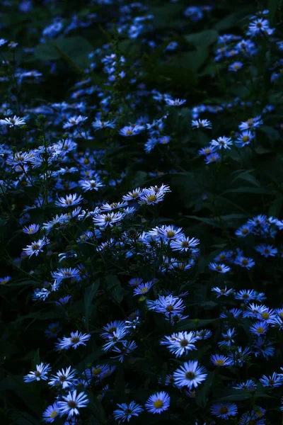 Cornflowers Ένα Ξέφωτο Βράδυ Απαλή Εστίαση Floral Floral Φόντο Και — Φωτογραφία Αρχείου