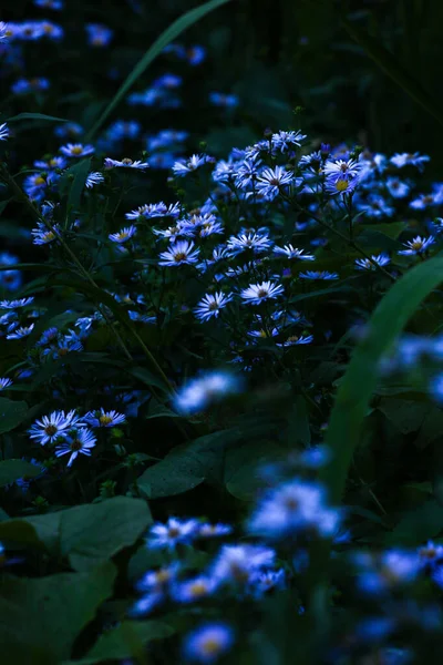 Acianos Claro Por Noche Enfoque Suave Fondo Floral Floral Lugar — Foto de Stock