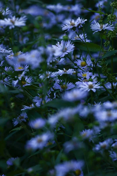 Flores Milho Uma Clareira Noite Foco Suave Fundo Floral Floral — Fotografia de Stock