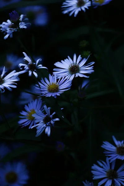 Cornflowers Clearing Evening Soft Focus Floral Floral Background Place Text — Stock Photo, Image