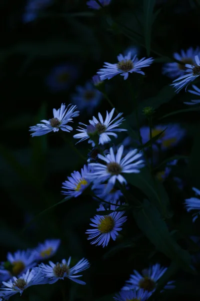 Flores Milho Uma Clareira Noite Foco Suave Fundo Floral Floral — Fotografia de Stock