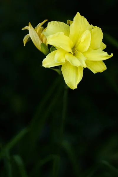 Kwiatowy Lato Abstrakcyjne Tło Żółte Kwiaty Zbliżenie Miękkie Skupienie Ciemne — Zdjęcie stockowe