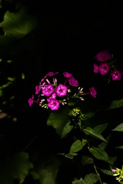 精致的粉红色花园花朵 模糊的抽象柔软焦点 — 图库照片