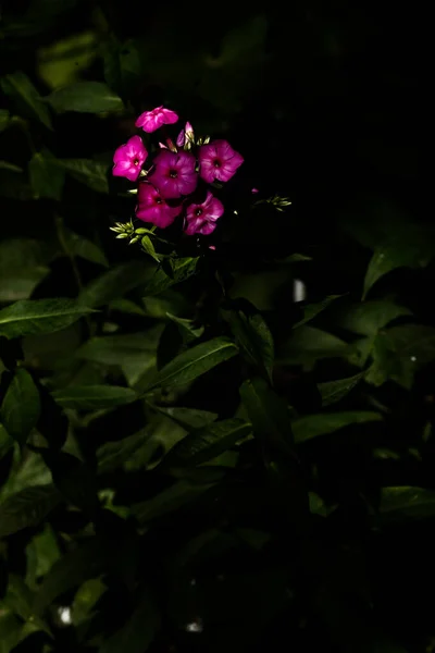 Delicadas Flores Rosadas Del Jardín Enfoque Suave Abstracto Borroso — Foto de Stock