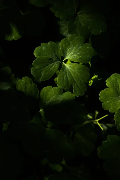 抽象的な濃い緑の植物の背景ファジィ背景ソフトフォーカステキストのための場所 — ストック写真