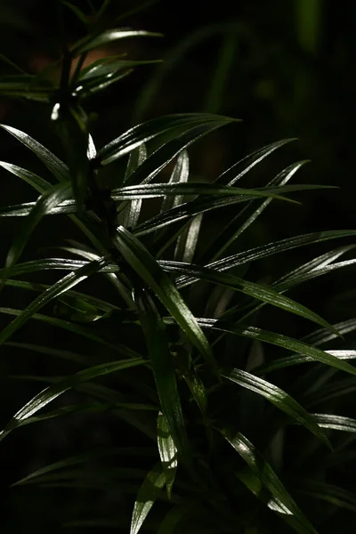 Textura Folhas Verdes Fundo Natural Verão Padrão Contraste — Fotografia de Stock