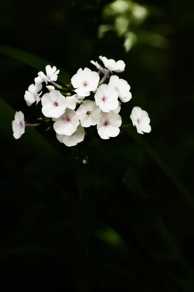 Flores Brancas Verão Fundo Vegetal Escuro Foco Suave Lugar Para — Fotografia de Stock