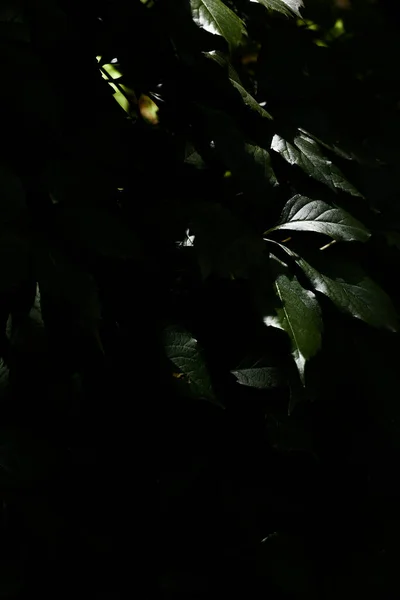 Υφή Πράσινων Φύλλων Φυσικό Καλοκαιρινό Φόντο Σχήμα Αντίθεσης — Φωτογραφία Αρχείου