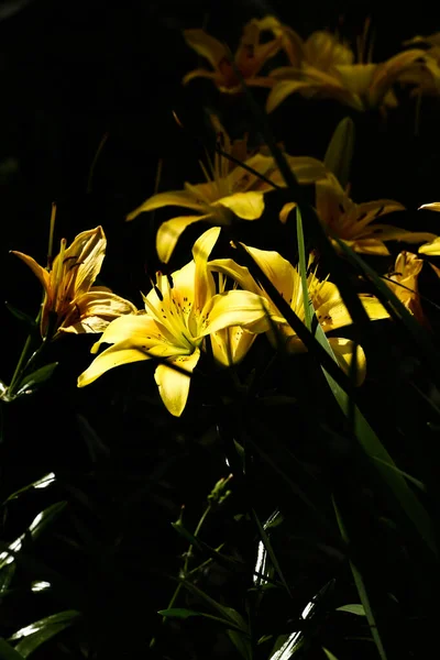 Bright Contact Yellow Tiger Lilies Black Background Natural Background Soft — ストック写真
