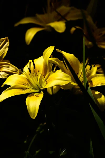 Bright Contact Yellow Tiger Lilies Black Background Natural Background Soft — ストック写真