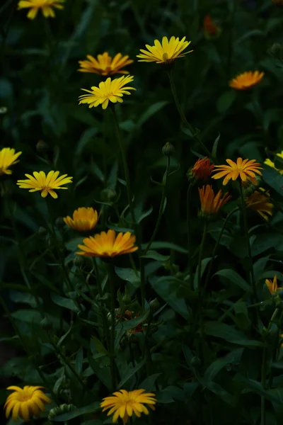 Floral Été Fond Abstrait Fleurs Jaunes Gros Plan Mise Point — Photo