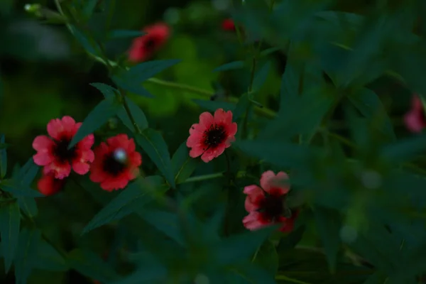 분홍색 정원의 추상적 부드러운 — 스톡 사진