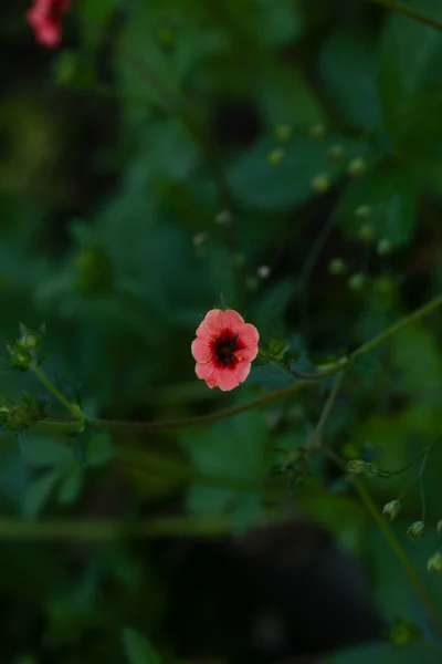 繊細なピンクの庭の花 ぼやけた抽象的な柔らかい焦点 — ストック写真
