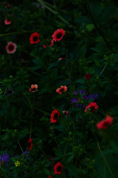 繊細なピンクの庭の花 ぼやけた抽象的な柔らかい焦点 — ストック写真