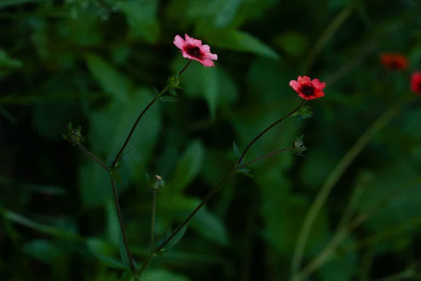 Zarte Rosa Gartenblumen Verschwommener Abstrakter Weicher Fokus — Stockfoto