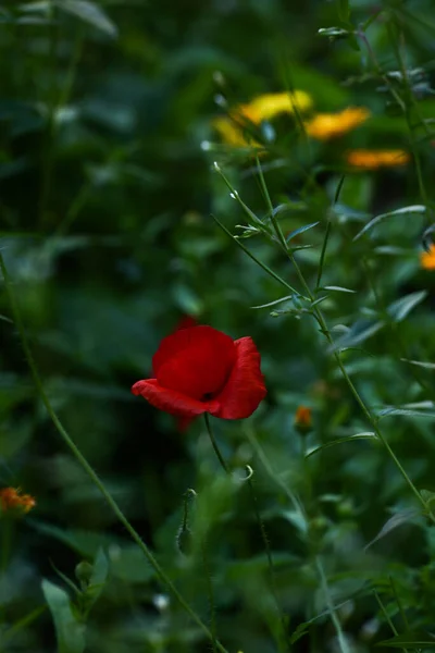 柔らかい焦点でケシの花の質感 自然の夏の背景 — ストック写真