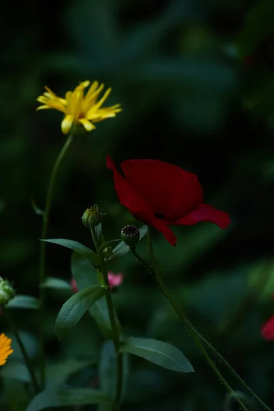 Floral Summer Abstract Background Κίτρινα Λουλούδια Close Απαλή Εστίαση Σκούρο — Φωτογραφία Αρχείου