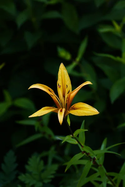 Bright Contact Yellow Tiger Lilies Black Background Natural Background Soft — 스톡 사진