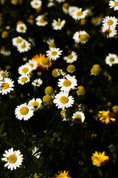 Blommor Sommar Abstrakt Bakgrund Gula Blommor Närbild Mjuk Fokus Mörk — Stockfoto