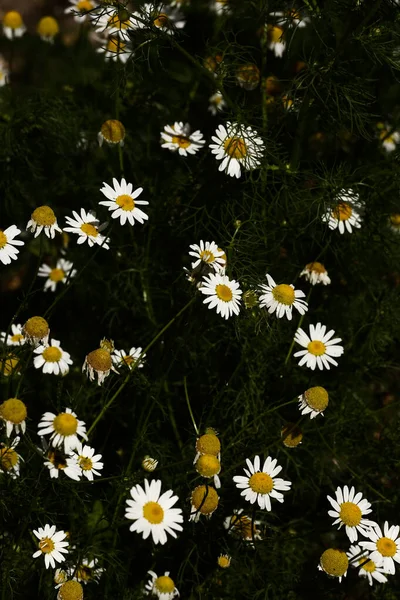 Blommor Sommar Abstrakt Bakgrund Gula Blommor Närbild Mjuk Fokus Mörk — Stockfoto