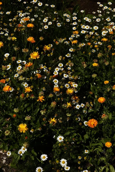 Blommor Sommar Abstrakt Bakgrund Gula Blommor Närbild Mjuk Fokus Mörk — Stockfoto