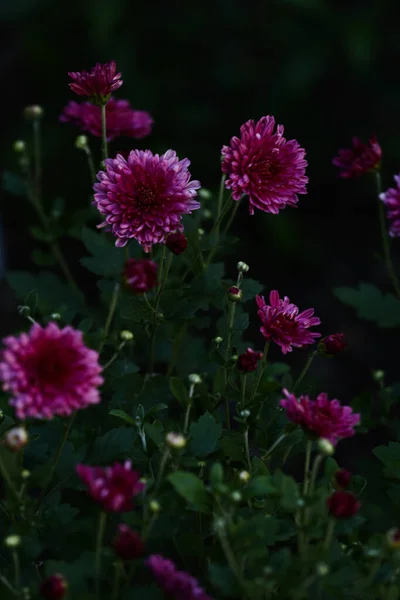 Zarte Rosa Gartenblumen Verschwommener Abstrakter Weicher Fokus — Stockfoto