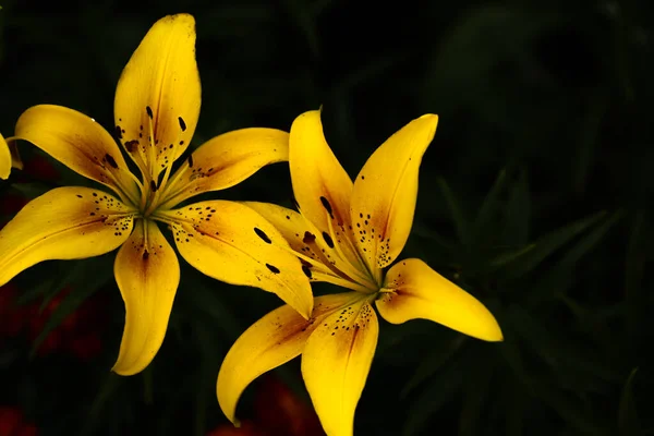 Bright Contact Yellow Tiger Lilies Black Background Natural Background Soft — 스톡 사진