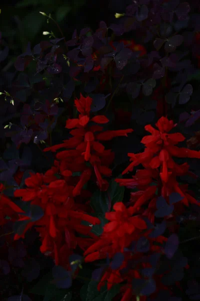 罂粟花的纹理在软聚焦点 自然夏季背景 — 图库照片