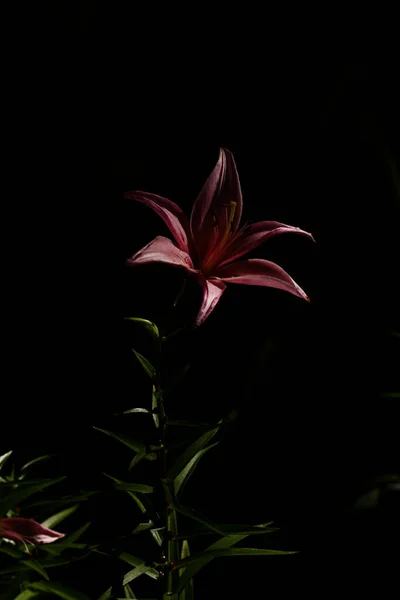 Rosa Leuchtende Tigerlilien Saftiger Und Scharfer Blumiger Hintergrund Weicher Fokus — Stockfoto
