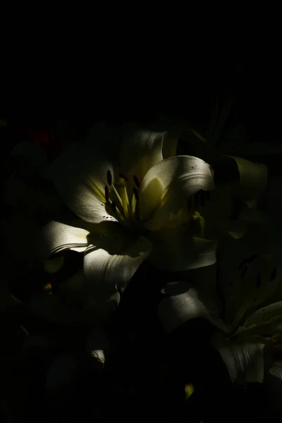 Flores Blancas Verano Sobre Fondo Vegetal Oscuro Enfoque Suave Lugar —  Fotos de Stock