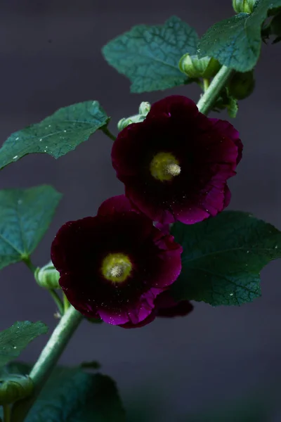 Delicadas Flores Jardim Rosa Foco Suave Abstrato Borrado — Fotografia de Stock