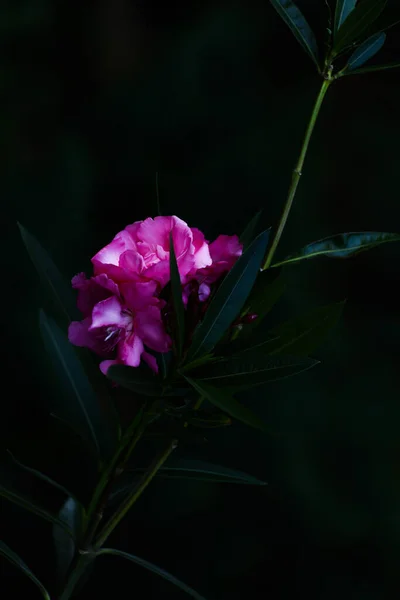 Delicadas Flores Jardim Rosa Foco Suave Abstrato Borrado — Fotografia de Stock