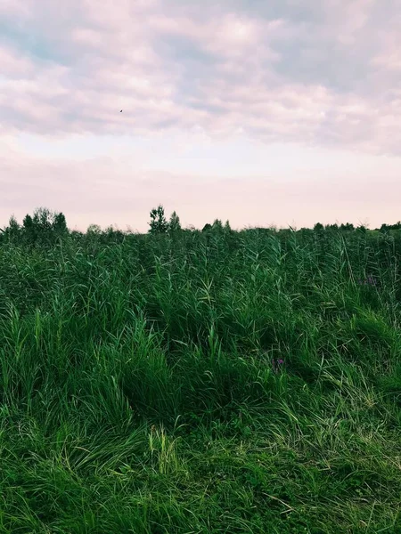 Grönt Fält Sommaren Ryssland — Stockfoto