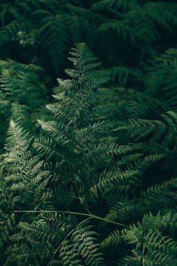 Orman eğreltiotu, makro çekim, yumuşak odak arka planı