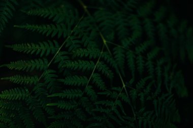 Orman eğreltiotu, makro çekim, yumuşak odak arka planı