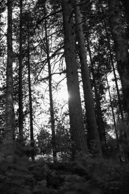 Güzel orman manzarası, Karelia Cumhuriyeti