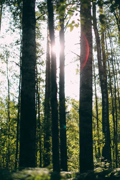 Orman eğreltiotu, makro çekim, yumuşak odak arka planı