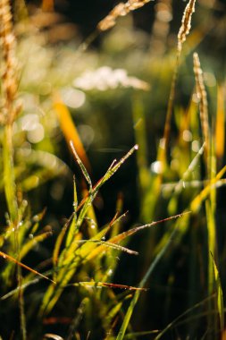 yaz yeşil yaprak arkaplan, yumuşak odak arkaplan, bitki yapraklarının makro fotoğrafçılığı