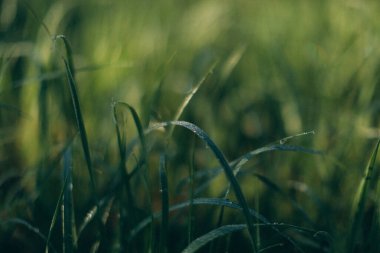 yeşil yaz soyut manzarası, yumuşak odak arkaplanı